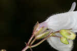 Manyflower beardtongue